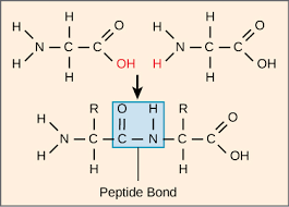 Peptide molecule illustration with amino acid chain structure.
what are peptides