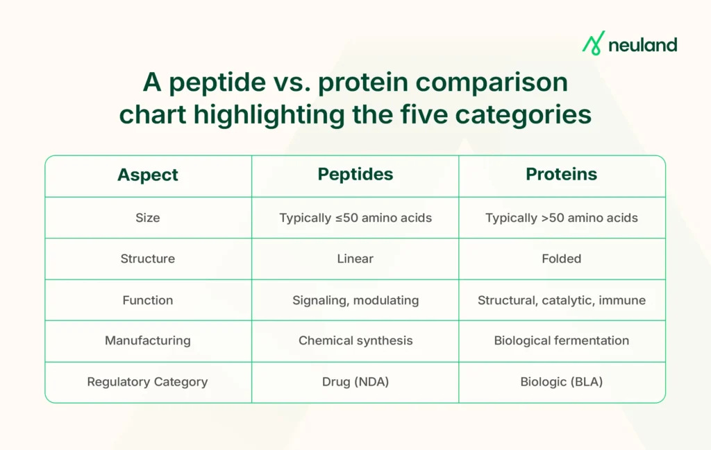 Comparison of peptide and protein chains in simple diagram.