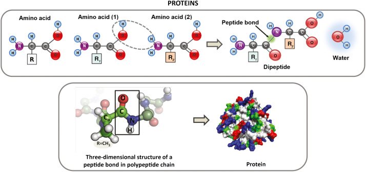 Peptide chain compared with a larger protein 